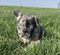 Maple, a female Frenchton for sale in Sullivan, IL – 2 of 4
