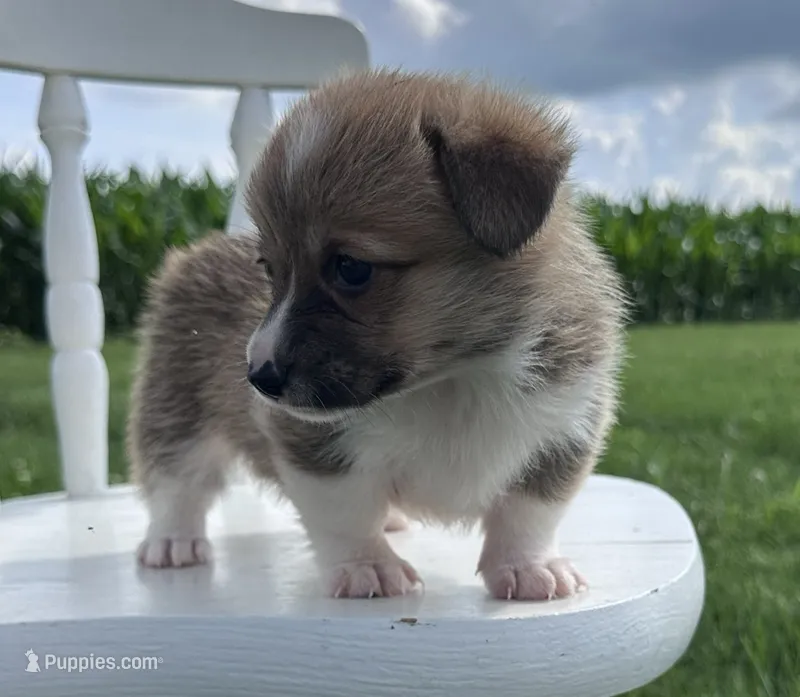 Ali – Pembroke Welsh Corgi puppy for sale in Sullivan, IL