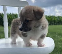 Ali, a female Pembroke Welsh Corgi for sale in Sullivan, IL – 2 of 4