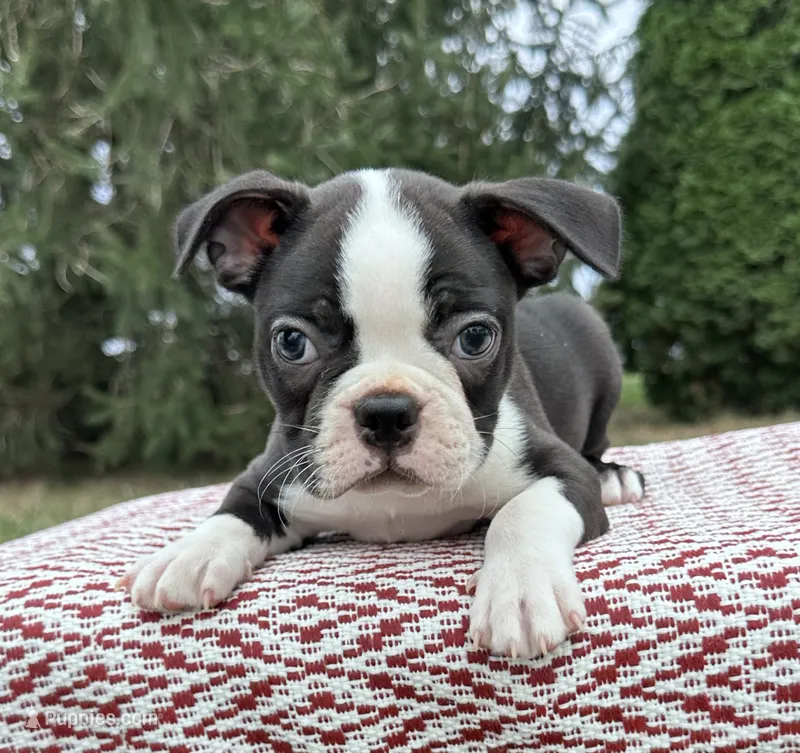 Blake – Boston Terrier puppy for sale in Sullivan, IL