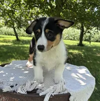 August, a male Pembroke Welsh Corgi for sale in Sullivan, IL – 3 of 5