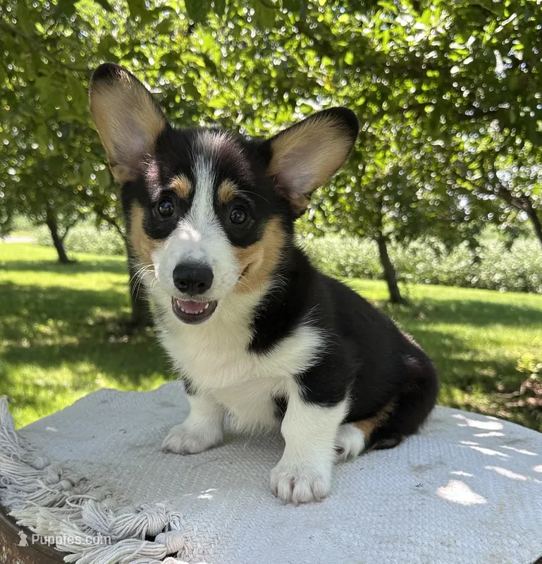 Wyatt – Pembroke Welsh Corgi puppy for sale in Sullivan, IL
