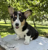 Wyatt, a male Pembroke Welsh Corgi for sale in Sullivan, IL – 1 of 6