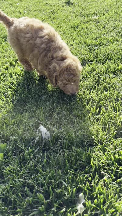 Charli, a female Miniature Goldendoodle for sale in Sullivan, IL – 6 of 6