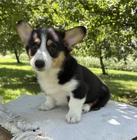 Wyatt, a male Pembroke Welsh Corgi for sale in Sullivan, IL – 5 of 6