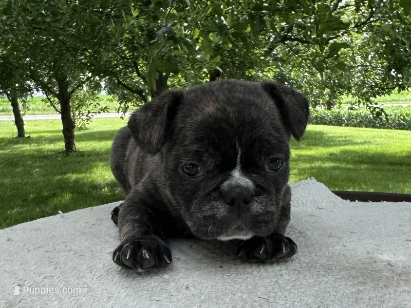Ian – Frenchton puppy for sale in Sullivan, IL