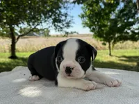 Felix, a male Boston Terrier for sale in Sullivan, IL – 2 of 4