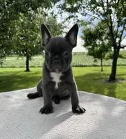 River, a male Frenchton for sale in Sullivan, IL – 5 of 5
