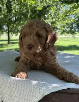 Scottie, a male Miniature Goldendoodle for sale in Sullivan, IL – 4 of 5