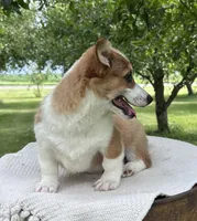 Sandy, a male Pembroke Welsh Corgi for sale in Sullivan, IL – 2 of 5