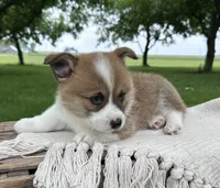Sandy, a male Pembroke Welsh Corgi for sale in Sullivan, IL – 3 of 4