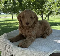 Bear, a male Miniature Goldendoodle for sale in Sullivan, IL – 4 of 5