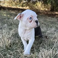 Ciara, a female Boston Terrier for sale in Sullivan, IL – Photo 2 of 5