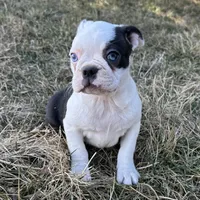 Ciara, a female Boston Terrier for sale in Sullivan, IL – Photo 3 of 5