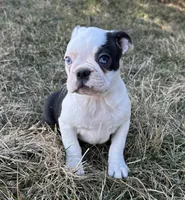 Ciara, a female Boston Terrier for sale in Sullivan, IL – Photo 3 of 5