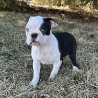 Ciara, a female Boston Terrier for sale in Sullivan, IL – Photo 4 of 5