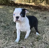 Ciara, a female Boston Terrier for sale in Sullivan, IL – Photo 4 of 5