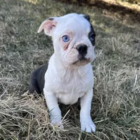 Ciara, a female Boston Terrier for sale in Sullivan, IL – Photo 1 of 5