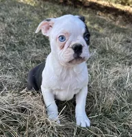 Ciara, a female Boston Terrier for sale in Sullivan, IL – Photo 1 of 5