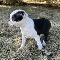 Ciara, a female Boston Terrier for sale in Sullivan, IL – Photo 5 of 5