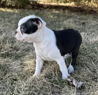 Ciara, a female Boston Terrier for sale in Sullivan, IL – Photo 5 of 5