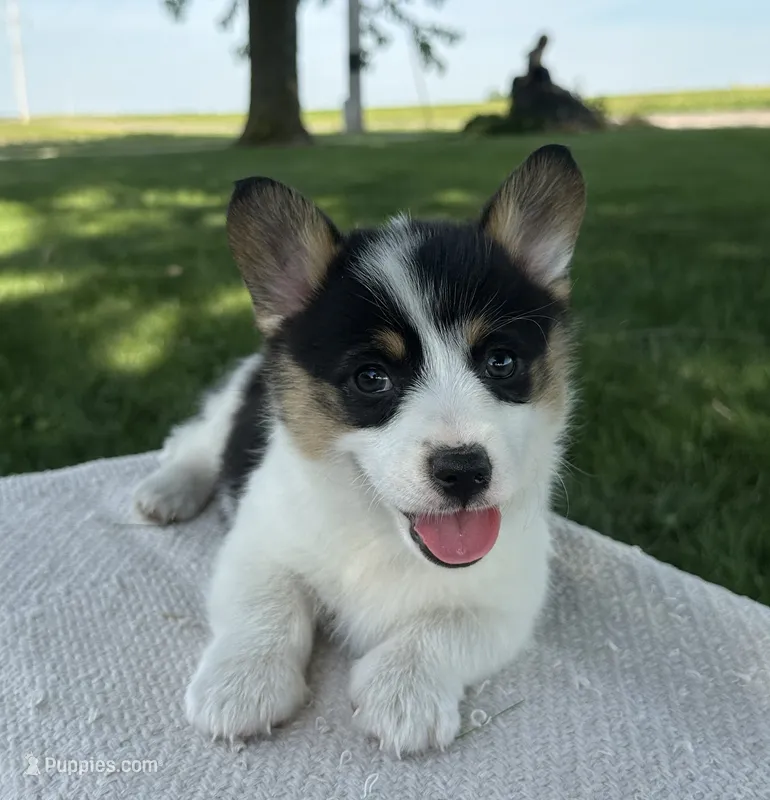 Marina – Pembroke Welsh Corgi puppy for sale in Sullivan, IL