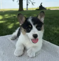 Marina, a female Pembroke Welsh Corgi for sale in Sullivan, IL – 1 of 6