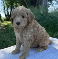 Rosenthal, a male Miniature Goldendoodle for sale in Sullivan, IL – 2 of 4