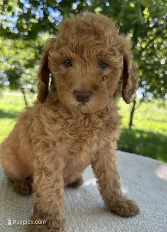 Charli – Miniature Goldendoodle puppy for sale in Sullivan, IL