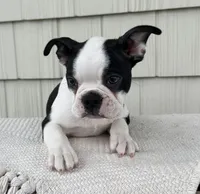 Tommy, a male Boston Terrier for sale in Sullivan, IL – Photo 4 of 4