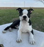 Tommy, a male Boston Terrier for sale in Sullivan, IL – Photo 4 of 5