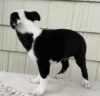 Tommy, a male Boston Terrier for sale in Sullivan, IL – Photo 3 of 4