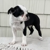 Tommy, a male Boston Terrier for sale in Sullivan, IL – Photo 2 of 4