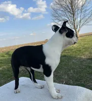 Tommy, a male Boston Terrier for sale in Sullivan, IL – Photo 2 of 5