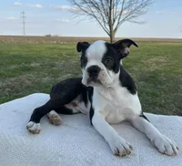 Tommy, a male Boston Terrier for sale in Sullivan, IL – Photo 5 of 5
