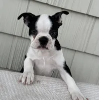 Tommy, a male Boston Terrier for sale in Sullivan, IL – Photo 1 of 4