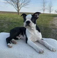 Tommy, a male Boston Terrier for sale in Sullivan, IL – Photo 3 of 5