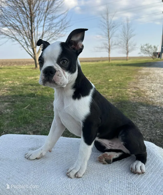 Tommy – Boston Terrier puppy for sale in Sullivan, IL