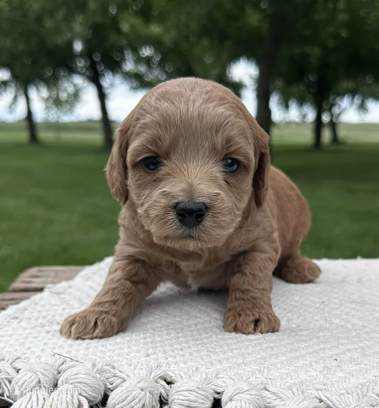 Summer – Miniature Goldendoodle puppy for sale in Sullivan, IL