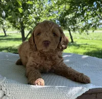 Scottie, a male Miniature Goldendoodle for sale in Sullivan, IL – 3 of 5