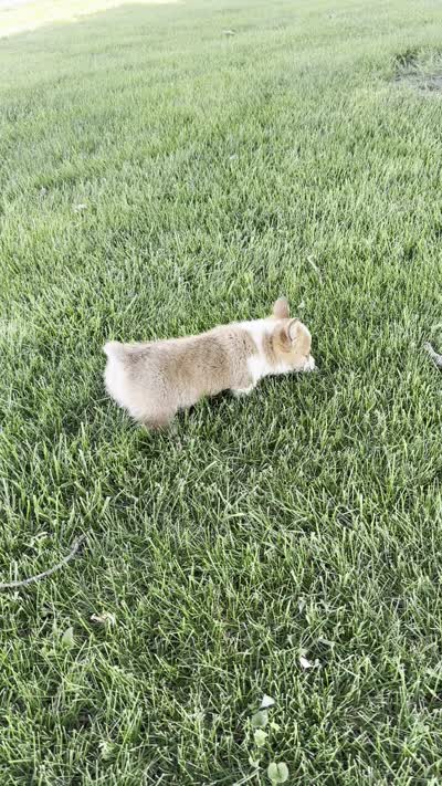 Sandy, a male Pembroke Welsh Corgi for sale in Sullivan, IL – 4 of 4