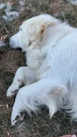 Morocco Cobalt, a male English Cream Golden Retriever for sale in Sullivan, IL – 6 of 7