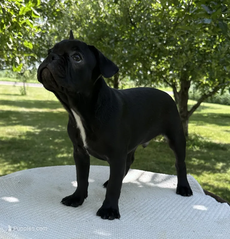 Everest – Frenchton puppy for sale in Sullivan, IL