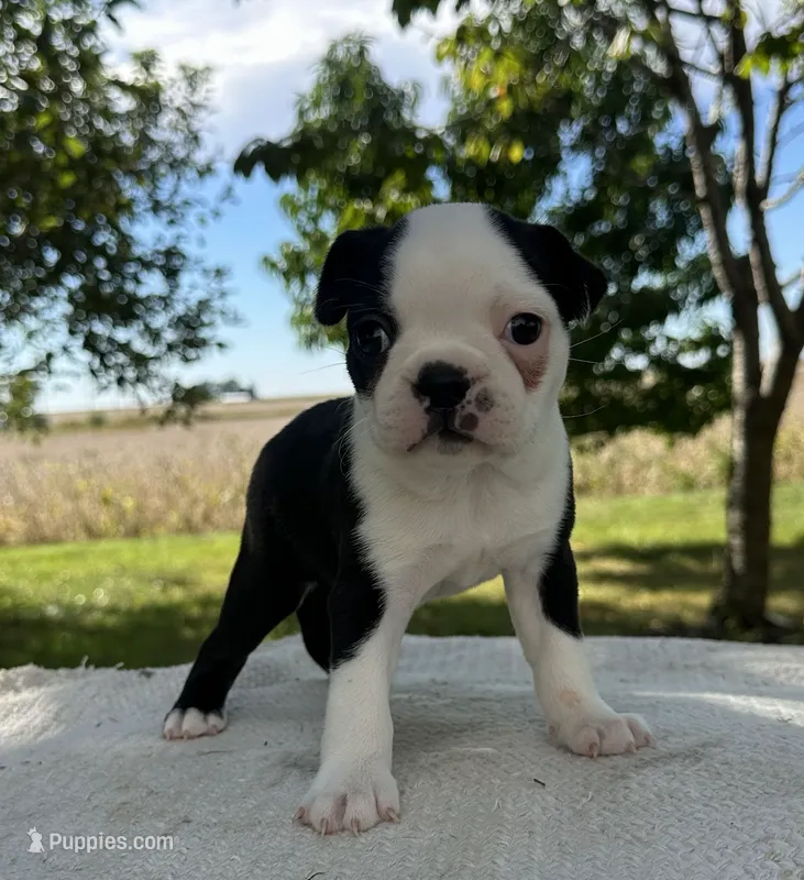 Amara – Boston Terrier puppy for sale in Sullivan, IL