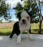 Amara, a female Boston Terrier for sale in Sullivan, IL – 2 of 4
