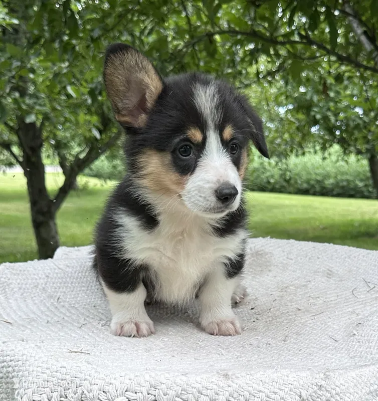 Wyatt – Pembroke Welsh Corgi puppy for sale in Sullivan, IL