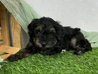 Amara, a female Havapoo for sale in Sullivan, IL – Photo 2 of 2