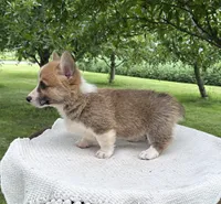Houston, a male Pembroke Welsh Corgi for sale in Sullivan, IL – 2 of 6