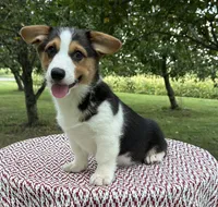 Coco, a female Pembroke Welsh Corgi for sale in Sullivan, IL – 4 of 5