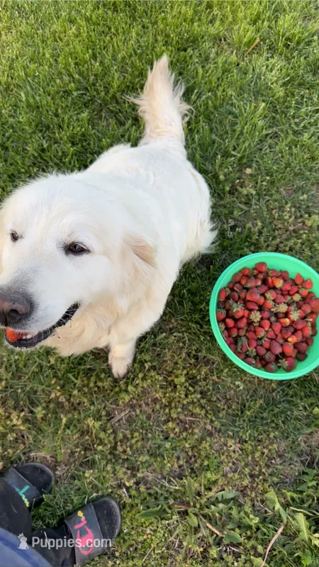 Morocco Cobalt – English Cream Golden Retriever puppy for sale in Sullivan, IL